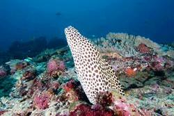 Horizon III Liveaboard - Maldives. Moray eel.